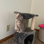 Indica is registered to the contest to win money with this photo: kitten, cat, cat_tree, indoor, carpet, wall, electrical_outlet, furniture, pet, curious, small, gray, tabby, playful, cute, animal, domestic, looking_up, young, cozy