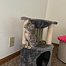 kitten, cat, cat_tree, indoor, carpet, wall, electrical_outlet, furniture, pet, curious, small, gray, tabby, playful, cute, animal, domestic, looking_up, young, cozy