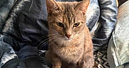 Indica joined the competition — help win amazing prizes! cat, tabby_cat, pet, indoor, bed, blanket, bedding, comfort, fur, animal, whiskers, sleepy, resting, cozy, feline, soft_light, domestic_animal, relaxed, cute, home