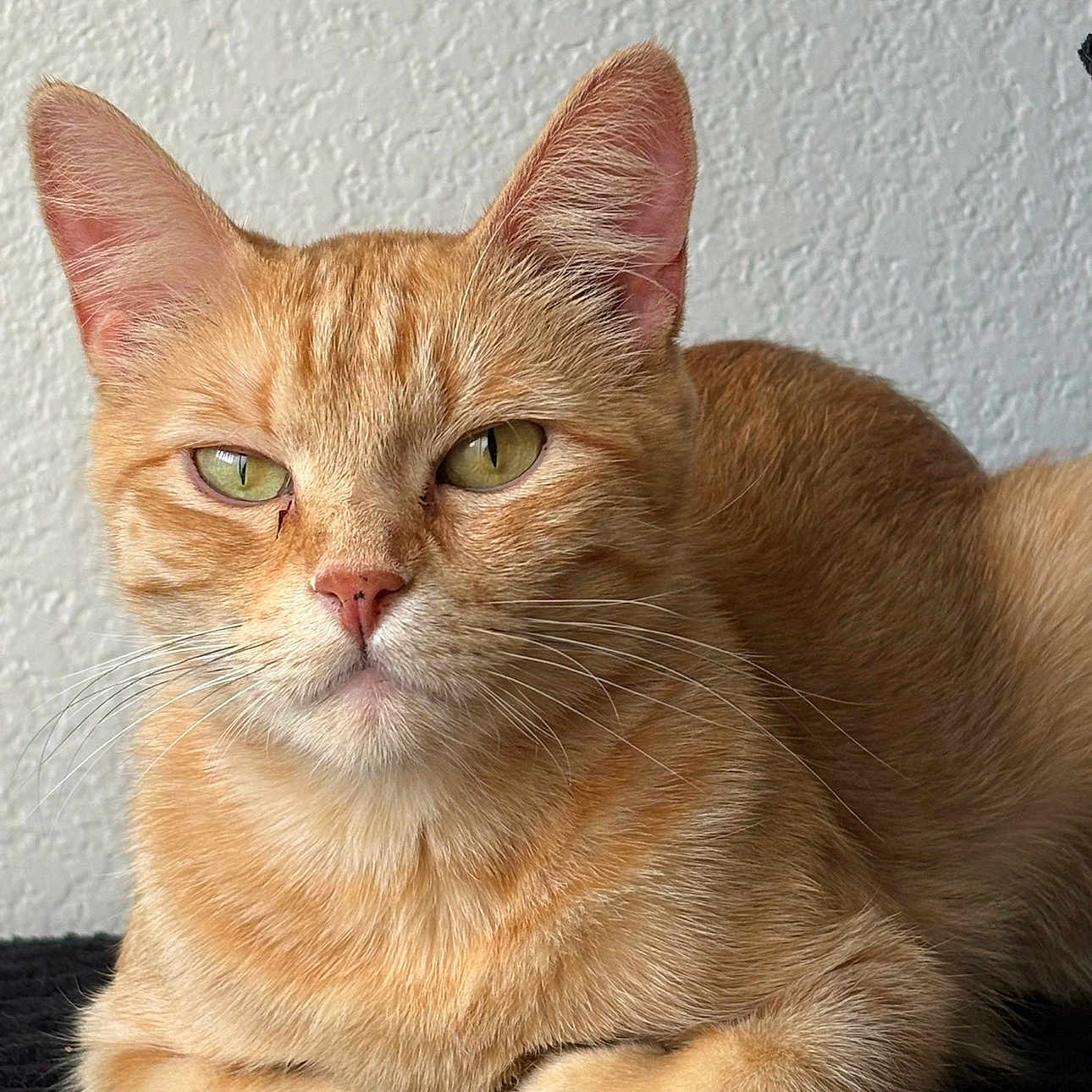 Sativa joined the competition — help win amazing prizes! cat, orange_tabby, pet, feline, animal, indoor, resting, fur, whiskers, ears, face, green_eyes, closeup, texture, wall, expression, cute, domestic_cat, portrait, relaxed