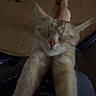 Sativa is registered to the contest to win money with this photo: animal, blurry, cat, close_up, domestic_animal, ears, feline, fur, ginger_cat, indoor, keys, legs, nose, paws, person_lap, pet, relaxed, stretching, table, wooden_table