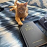 Sativa is registered to the contest to win money with this photo: bed, bedspread, blue, book, cat, cozy, domestic_animal, fabric, feline, holy_bible, indoor, orange_cat, pattern, paw, peaceful, pillow, relaxed, resting, soft_light, table
