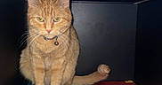 Sativa is registered to the contest to win money with this photo: cat, orange_tabby, books, book, cubicle, remote_control, electronics, shelf, pet, feline, collar, bell, tail, indoor, stack, reading, curious, cute, animal, resting