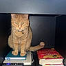 cat, orange_tabby, books, book, cubicle, remote_control, electronics, shelf, pet, feline, collar, bell, tail, indoor, stack, reading, curious, cute, animal, resting