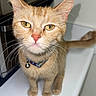 Sativa joined the competition — help win amazing prizes! cat, orange_cat, tabby_cat, pet, domestic_cat, yellow_eyes, collar, bell, kitchen, countertop, appliance, oven, curious, whiskers, fur, animal, indoor, close_up, standing, looking_at_camera