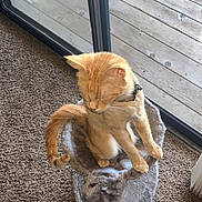 Sativa is registered to the contest to win money with this photo: cat, ginger_cat, cat_tree, indoor, carpet, sliding_glass_door, wooden_deck, pet, feline, sleepy, cozy, collar, animal, fur, whiskers, tail, window, home, relaxed, domestic