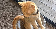 Sativa is registered to the contest to win money with this photo: animal, carpet, cat, cat_tree, collar, cozy, domestic, feline, fur, ginger_cat, home, indoor, pet, relaxed, sleepy, sliding_glass_door, tail, whiskers, window, wooden_deck