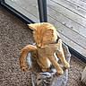 cat, ginger_cat, cat_tree, indoor, carpet, sliding_glass_door, wooden_deck, pet, feline, sleepy, cozy, collar, animal, fur, whiskers, tail, window, home, relaxed, domestic