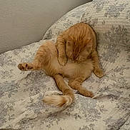 Sativa is registered to the contest to win money with this photo: animal, bed, cat, cozy, cute, domestic_cat, feline, floral_pattern, fur, grooming, indoor, orange_cat, paws, pet, relaxed, resting, sleeping_area, tabby, tail, whiskers