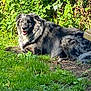 dog, australian_shepherd, merle, pet, grass, backyard, foliage, resting, panting, furry, canine, outdoor, sunlight, relaxed, tongue_out, happy, portrait, greenery, wood_deck, nature