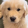 adorable, animal, canine, carpet, cute, dog, domestic_animal, eyes, face, fluffy, fur, golden_retriever, indoor, lying_down, mammal, nose, pet, portrait, puppy, young