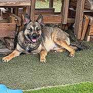 Hatchett joined the competition — help win amazing prizes! animal, artificial_grass, backyard, canine, collar, daytime, dog, ears_up, fence, grass, nature, outdoor, pet, picnic_table, relaxed, resting, smiling, tag, tongue_out, wood