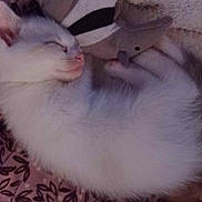 Yeti joined the competition — help win amazing prizes! adorable, animal, blanket, cat, cozy, cute, domestic_cat, fluffy, fur, indoor, kitten, pattern, pet, relaxed, resting, sleeping, small, toy, white_fur, young