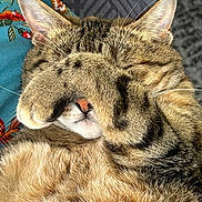 Mia joined the competition — help win amazing prizes! cat, tabby, paw, face_covering, fur, whiskers, nose, ear, sleeping, cute, pet, domestic_animal, close_up, indoor, fluffy, animal, relaxed, resting, colorful_fabric, background