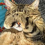 cat, tabby, paw, face_covering, fur, whiskers, nose, ear, sleeping, cute, pet, domestic_animal, close_up, indoor, fluffy, animal, relaxed, resting, colorful_fabric, background