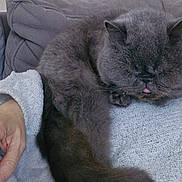 Molly participe au concours pour gagner de l'argent avec cette photo : cat, gray_cat, fluffy, furry, pet, animal, sleeping, relaxed, tongue_out, whiskers, ears, blanket, couch, cushion, indoor, cozy, close_up, portrait, hands, home