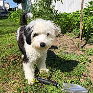 Phineas joined the competition — help win amazing prizes! puppy, dog, garden, greenery, plants, trowel, white_fence, grass, sunny, outdoor, soil, young_dog, black_and_white, curious, pet, nature, small_dog, yard, vegetation, daylight