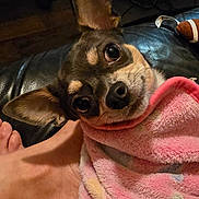 Kira participe au concours pour gagner de l'argent avec cette photo : black, blanket, brown, cables, close_up, cozy, curious, dog, ears, face, foot, furniture, indoor, leather, looking_up, pet, pink, small_dog, white, wrapped