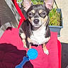 animal, blue_toy, chihuahua, concrete_floor, cushion, dog, greenery, grill, leisure, outdoor, patio, pet, plant, potted_plants, red_chair, shadow, sitting, small_dog, summer, sunlight