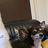 artwork, black_leather, brown_wall, calm, companion, couch, cozy, dog, domestic, door, ears_up, furniture, home, indoor, pet, relaxed, resting, seated, small_dog, yellow_pillow