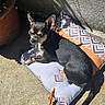 Kira a rejoint le concours — aidez-le/la à gagner de superbes lots ! animal, black_and_tan, chihuahua, concrete, cushion, daylight, dog, outdoor, pet, plant_pot, relaxed, resting, shadow, small_dog, stick, sunbathing, sunlight, texture, toy, wall