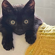 Méphisto a rejoint le concours — aidez-le/la à gagner de superbes lots ! black_cat, kitten, close_up, wide_eyes, claws, fur, yellow_fabric, texture, white_surface, natural_light, pet, animal, cute, curious, indoor, soft_light, portrait, young_cat, whiskers, relaxed
