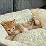 Pippin joined the competition — help win amazing prizes! kitten, cat, orange_cat, pet_bed, fluffy, cozy, animal, cute, small, young, furry, resting, indoor, soft, relaxed, paws, sleepy, comfort, domestic_cat, feline