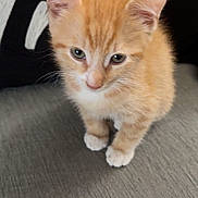 Pippin is registered to the contest to win money with this photo: kitten, cat, orange_cat, white_paws, curious, pet, feline, fur, young_animal, indoor, texture, gray_surface, close_up, small, cute, animal, whiskers, ears, background, soft_light