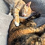 Pippin is registered to the contest to win money with this photo: cat, kitten, sleeping, nap, paw, tail, feline, fur, striped, orange_cat, calico_cat, blanket, soft_texture, indoor, resting, peaceful, cute, animal, pet, cozy