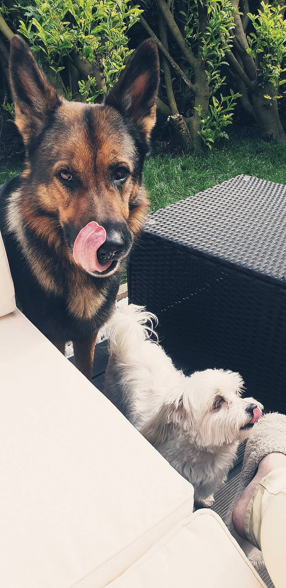 Narco participe au concours pour gagner de l'argent avec cette photo : carnivore, collar, companion_dog, dog, dog_breed, dog_collar, dog_supply, east_european_shepherd, fur, german_shepherd_dog, herding_dog, king_shepherd, mammal, plant, small_terrier, snout, sporting_group, terrier, toy_dog, working_animal