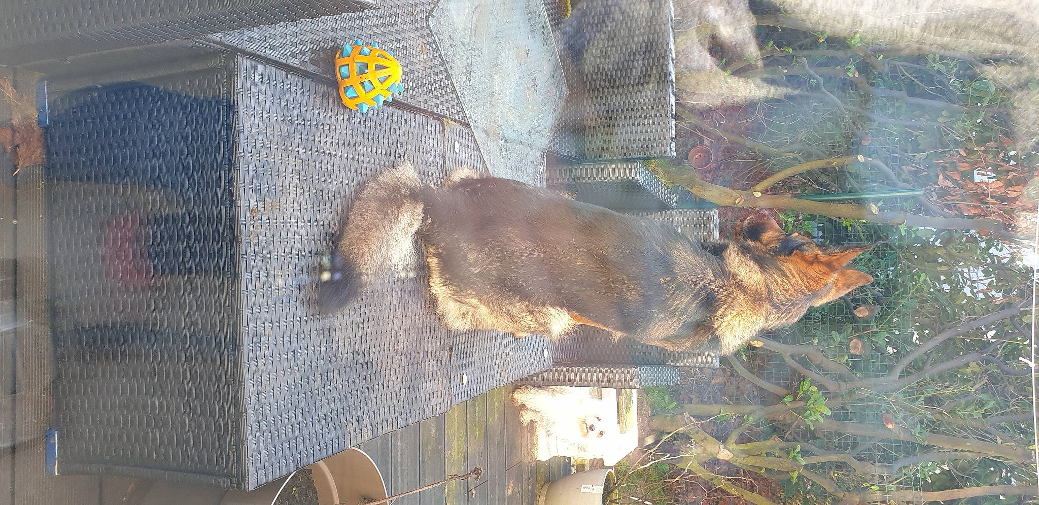 Narco a rejoint le concours — aidez-le/la à gagner de superbes lots ! animal_shelter, cage, canidae, carnivore, claw, dog_breed, fawn, fur, liver, mesh, pet_supply, snout, sporting_group, tail, terrestrial_animal, tree, trunk, whiskers, wildlife, working_animal