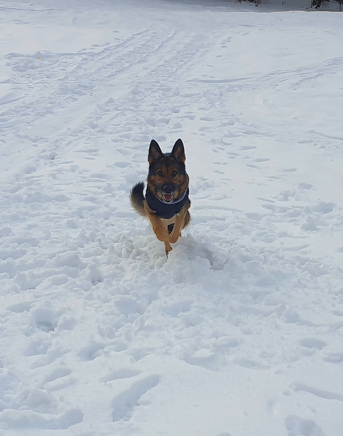 Narco participe au concours pour gagner de l'argent avec cette photo : canidae, carnivore, companion_dog, dog, dog_breed, dog_supply, fawn, freezing, guard_dog, liver, non_sporting_group, recreation, slope, snout, snow, sporting_group, tail, winter, working_animal, working_dog