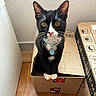 cat, tuxedo_cat, cardboard_box, indoor, wooden_floor, curious, pet, collar, yellow_eyes, feline, whiskers, paws, sitting, domestic_animal, box, home, looking_at_camera, black_and_white, cute, animal