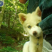 Dukes is registered to the contest to win money with this photo: animal, blue_eyes, close_up, collar, cross_pendant, curious, dog, forest, greenery, leg, nature, outdoor, person, pet, puppy, shade, shoe, trees, white_fur, young_dog