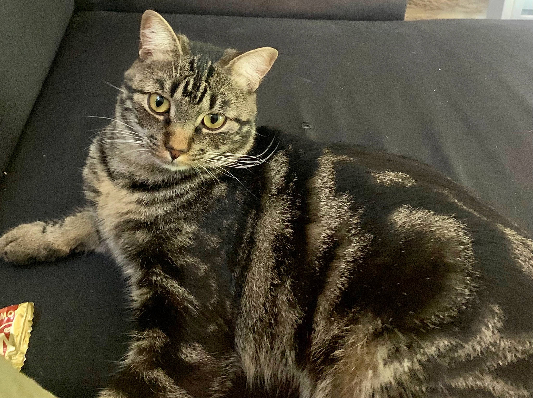 Anubis a rejoint le concours — aidez-le/la à gagner de superbes lots ! carnivore, cat, claw, domestic_short_haired_cat, eye, felidae, fur, grey, paw, sitting, small_to_medium_sized_cats, snout, tail, terrestrial_animal, whiskers, wildlife