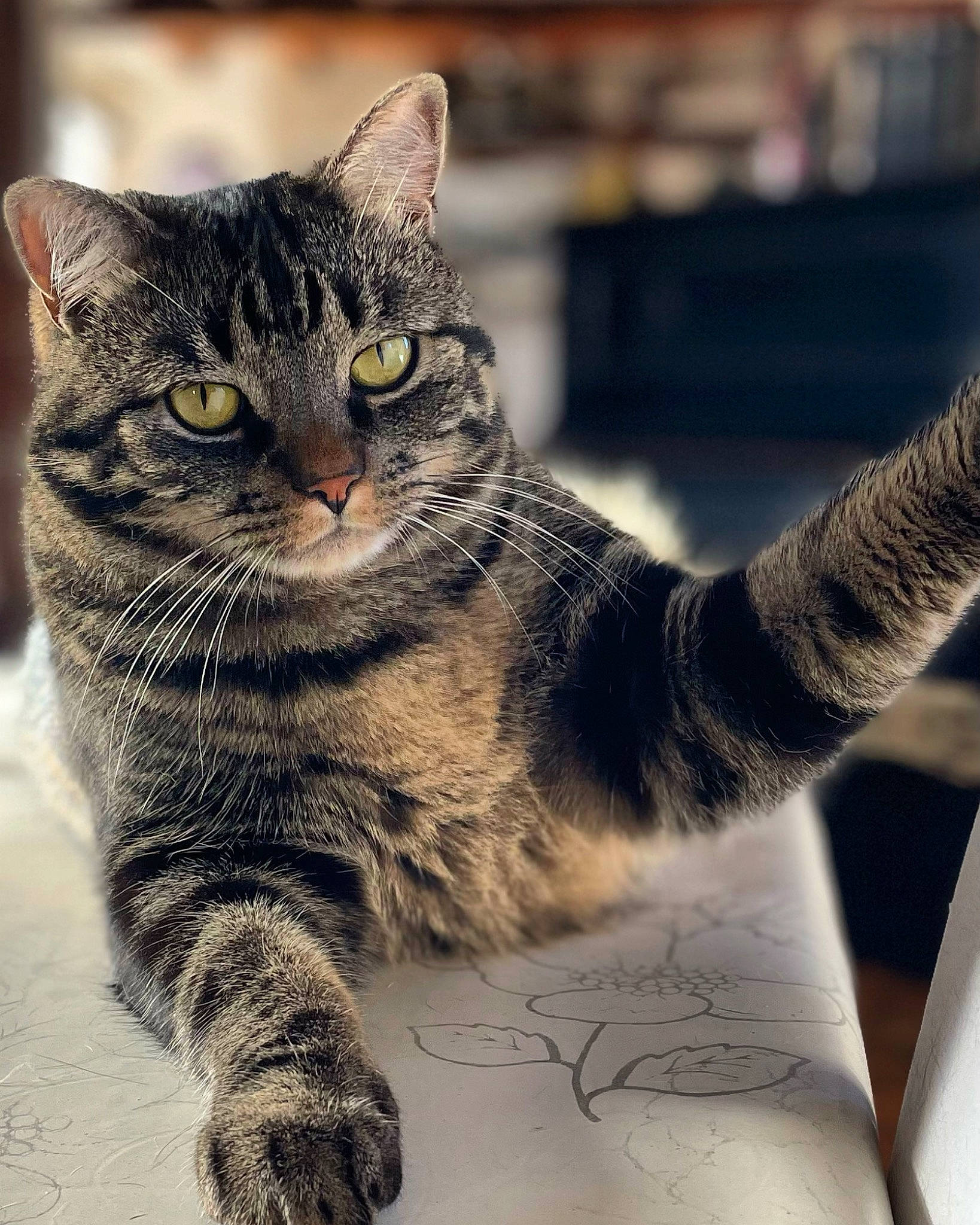 Anubis a rejoint le concours — aidez-le/la à gagner de superbes lots ! carnivore, cat, claw, domestic_short_haired_cat, eye, felidae, fur, paw, sitting, small_to_medium_sized_cats, snout, tail, terrestrial_animal, whiskers, window