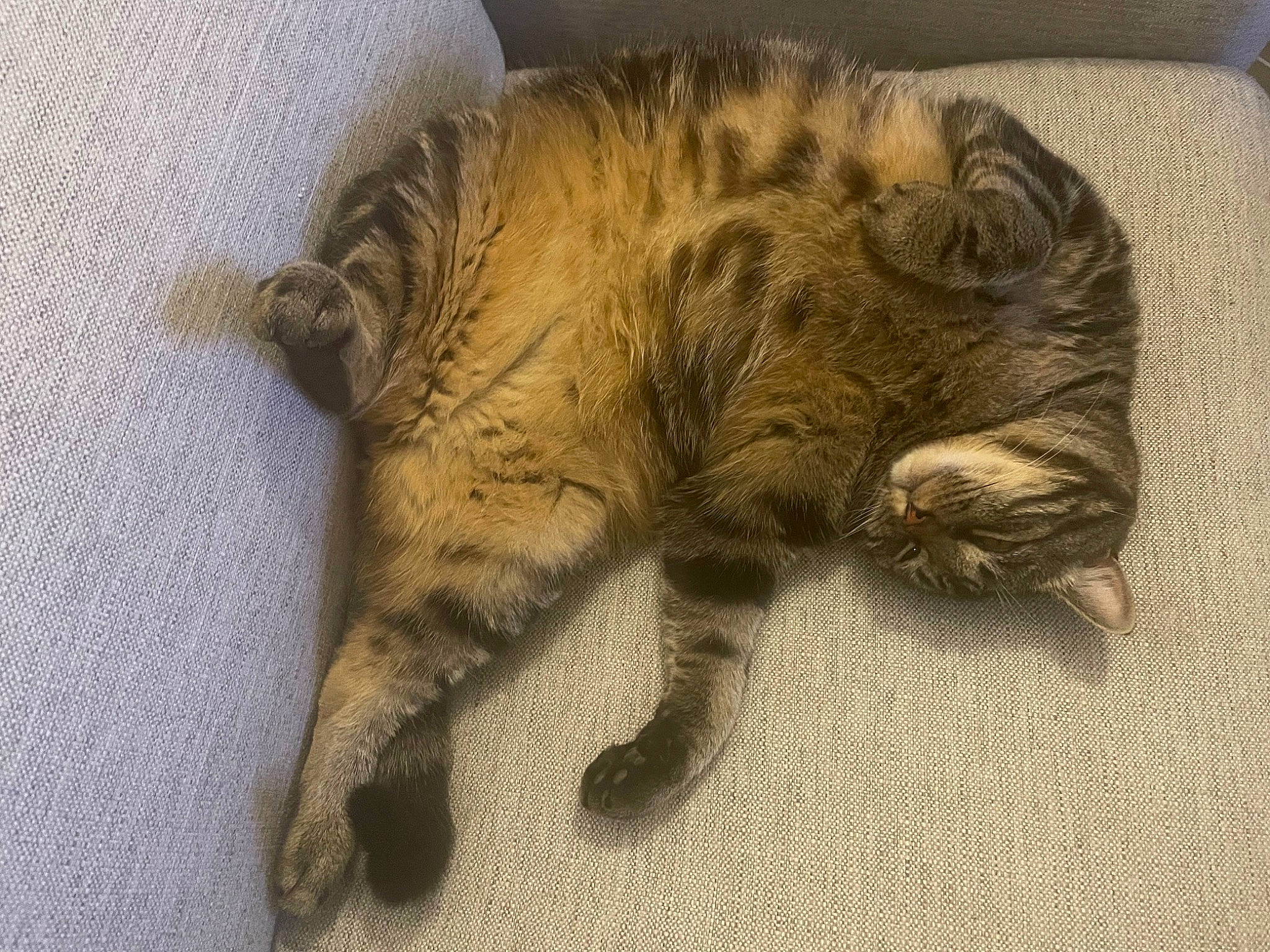 Anubis participe au concours pour gagner de l'argent avec cette photo : carnivore, cat, claw, comfort, domestic_short_haired_cat, fawn, felidae, fur, nap, paw, small_to_medium_sized_cats, tail, terrestrial_animal, whiskers, wood