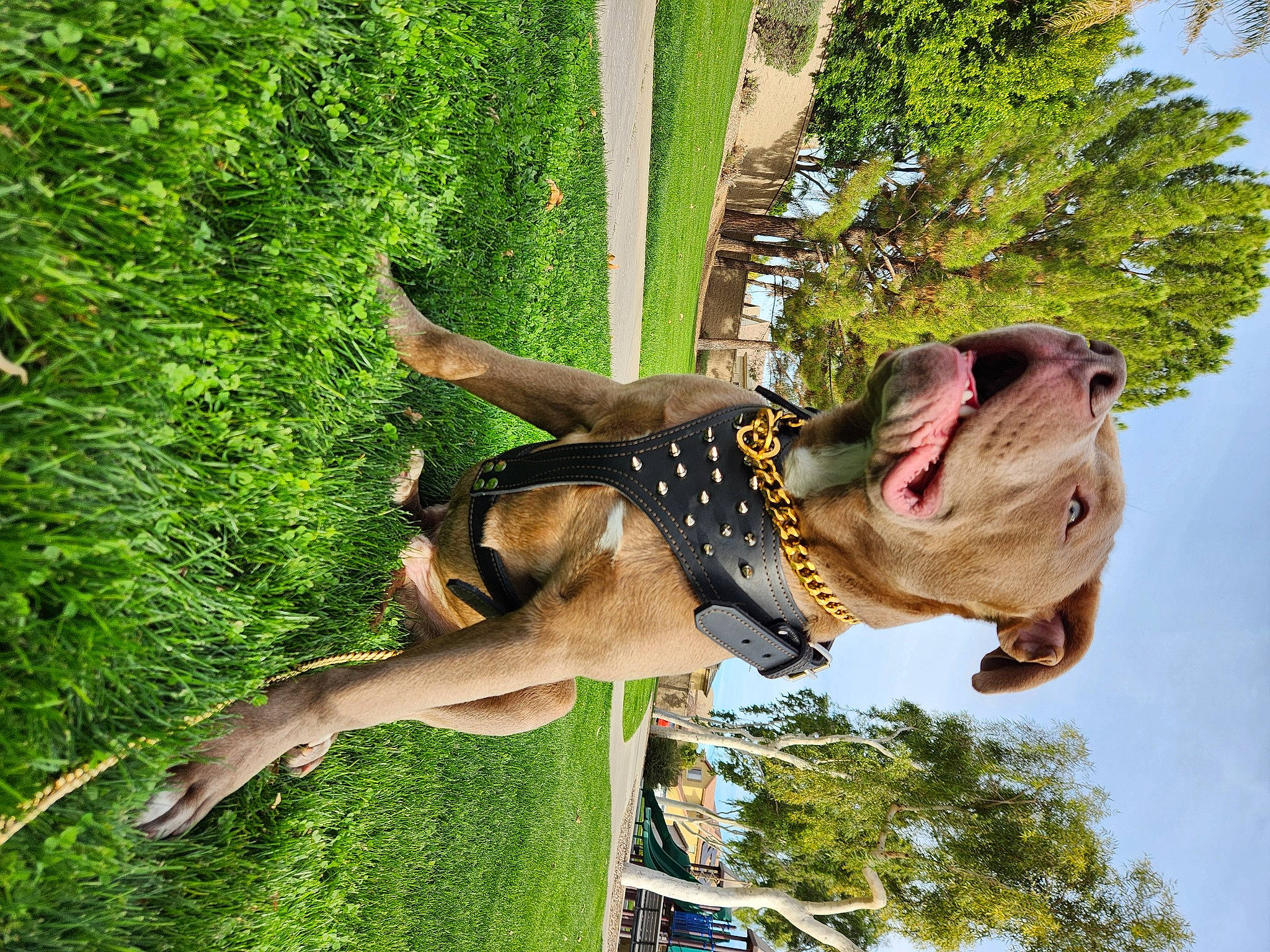 Goldface King is registered to the contest to win money with this photo: adventure, elbow, event, fawn, fun, grass, happy, leisure, people_in_nature, plant, recreation, sky, smile, summer, tail, tree, trunk, waist, woody_plant