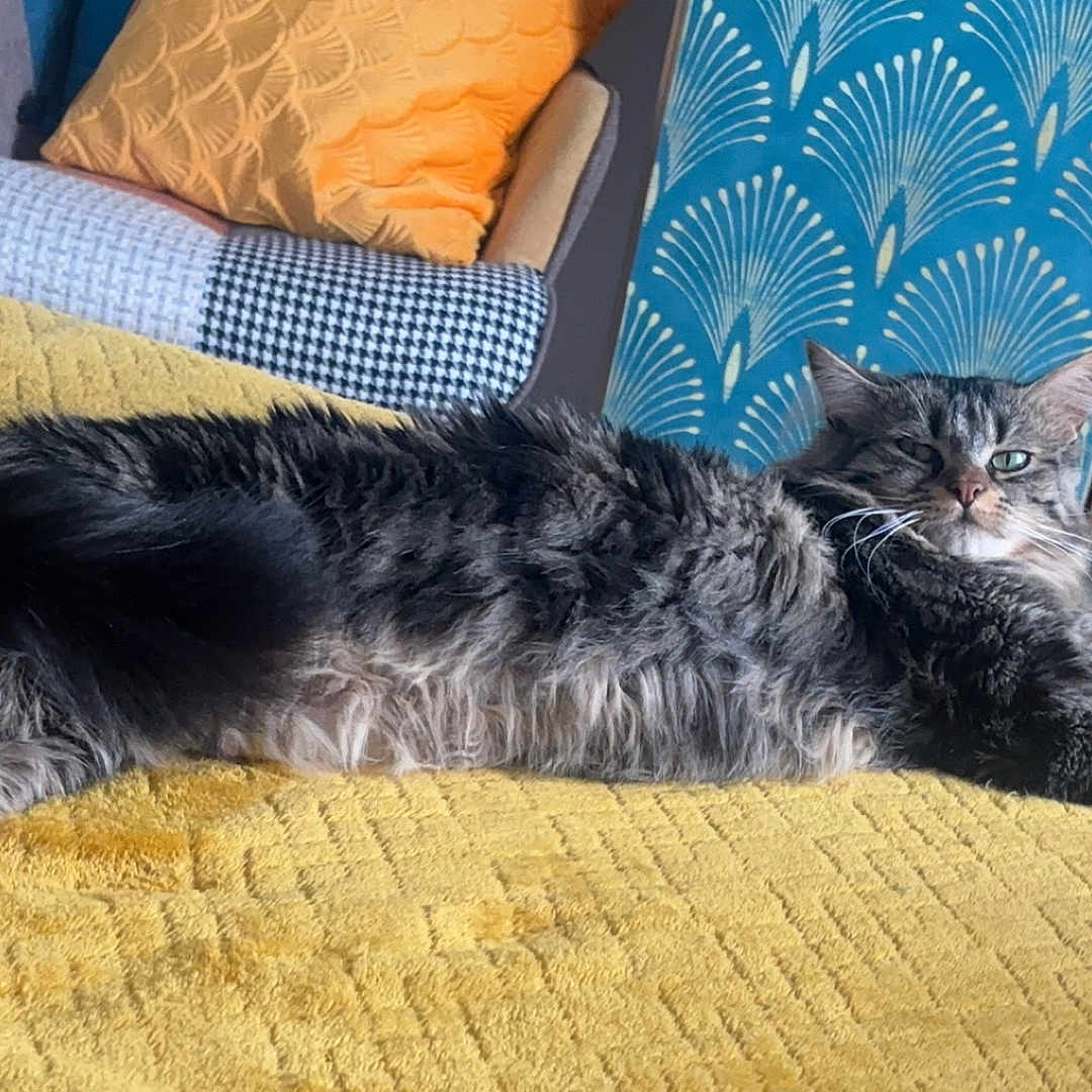 Wickette a rejoint le concours — aidez-le/la à gagner de superbes lots ! animal, architecture, building, cat, chair, couch, cushion, furniture, homedecor, indoors, interiordesign, kitten, linen, livingroom, manx, person, pet, pillow, room, sleeping