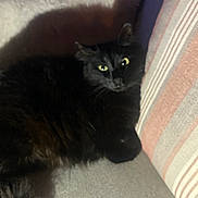 Titi a rejoint le concours — aidez-le/la à gagner de superbes lots ! cat, black_cat, feline, pet, animal, indoor, couch, pillow, striped_pillow, fur, whiskers, relaxing, shadow, cozy, comfort, looking, eyes, resting, home, furniture