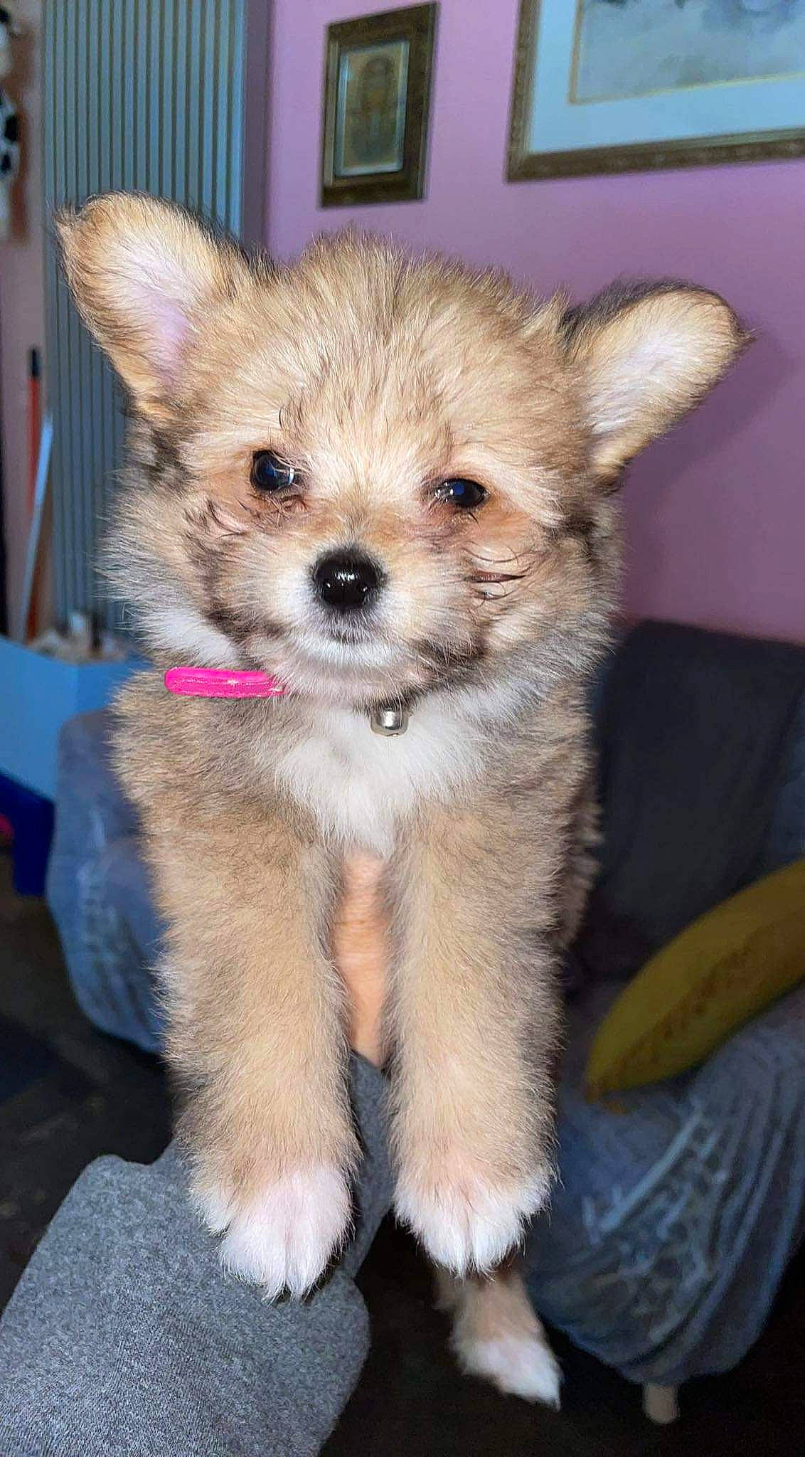 Daisy participe au concours pour gagner de l'argent avec cette photo : canidae, carnivore, companion_dog, dog, dog_breed, dog_supply, fawn, fur, non_sporting_group, snout, sporting_group, tail, terrestrial_animal, toy_dog, whiskers, working_animal