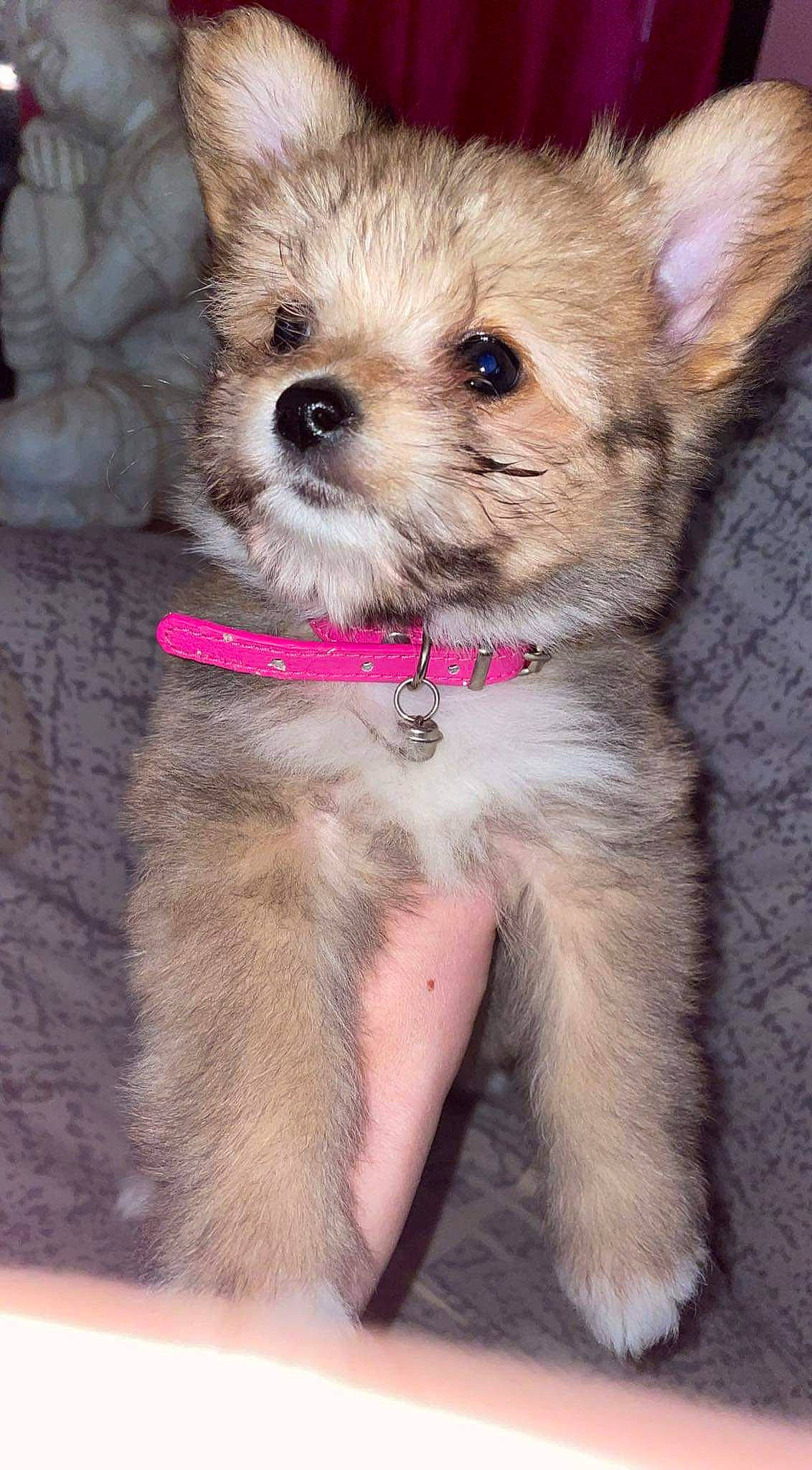 Daisy a rejoint le concours — aidez-le/la à gagner de superbes lots ! canidae, carnivore, collar, companion_dog, dog, dog_breed, dog_clothes, dog_collar, dog_supply, fashion_accessory, fawn, fur, leash, paw, pet_supply, snout, sporting_group, toy_dog, working_animal, yorkipoo