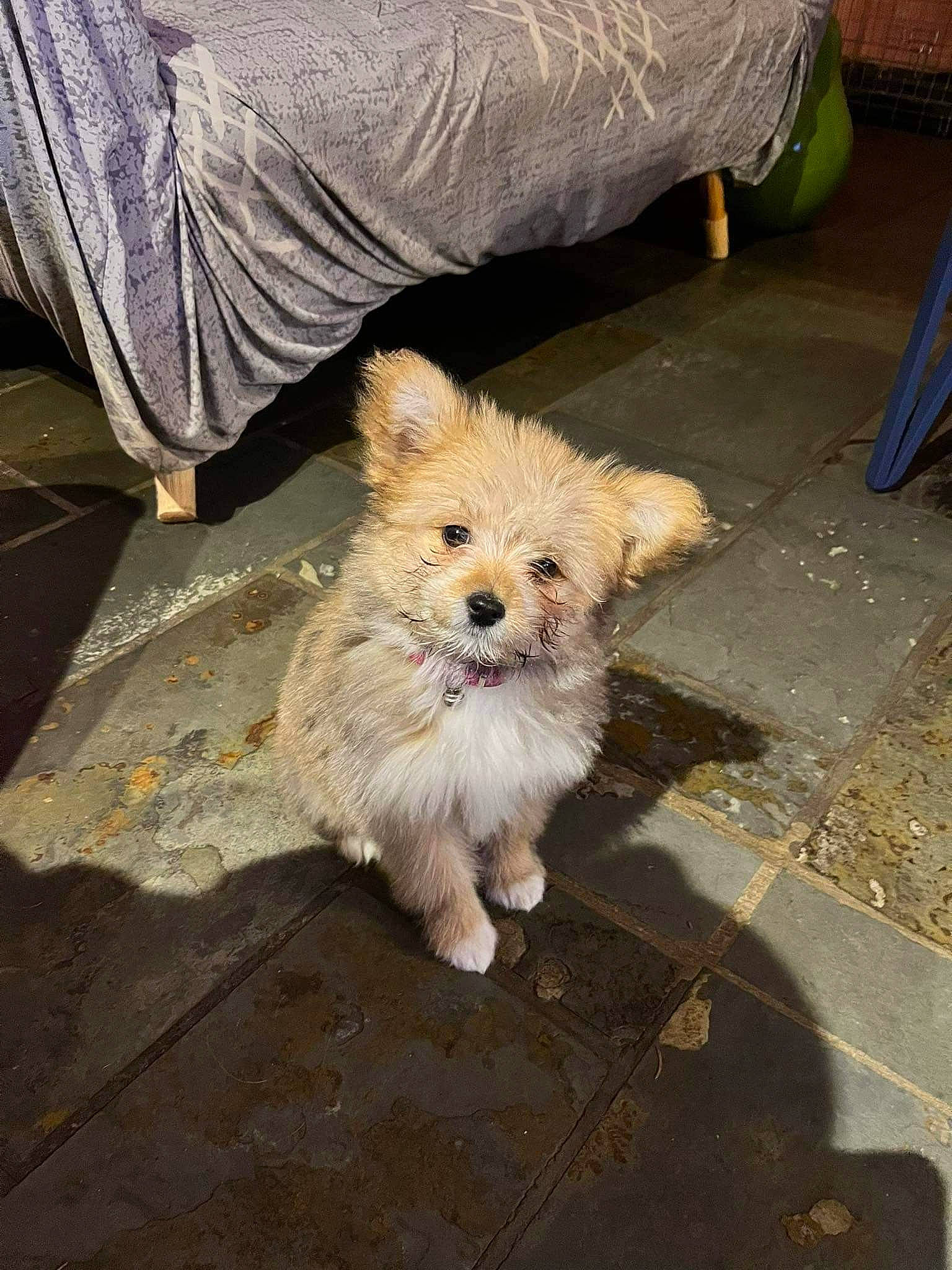 Daisy participe au concours pour gagner de l'argent avec cette photo : asphalt, canidae, carnivore, companion_dog, dog, dog_breed, dog_supply, fawn, flooring, fur, road_surface, small_terrier, snout, sporting_group, tail, terrestrial_animal, terrier, toy_dog, whiskers, yorkipoo