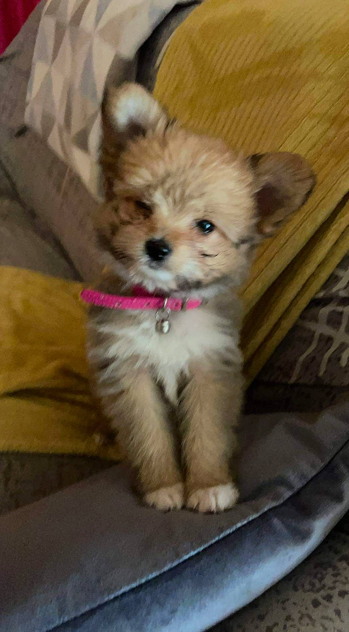 Daisy a rejoint le concours — aidez-le/la à gagner de superbes lots ! canidae, carnivore, companion_dog, dog, dog_breed, dog_supply, fawn, fur, hardwood, pet_supply, plant, puppy, snout, sporting_group, tail, terrestrial_animal, toy_dog, whiskers, wood, working_animal