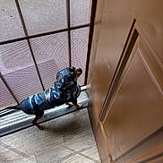 Ramon is registered to the contest to win money with this photo: animal, blue_coat, camouflage, clothing, dachshund, dog, door, doorway, floor, funny, hallway, home, indoor, pet, portrait, screen_door, side_view, small_dog, standing, wood_floor