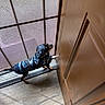animal, blue_coat, camouflage, clothing, dachshund, dog, door, doorway, floor, funny, hallway, home, indoor, pet, portrait, screen_door, side_view, small_dog, standing, wood_floor