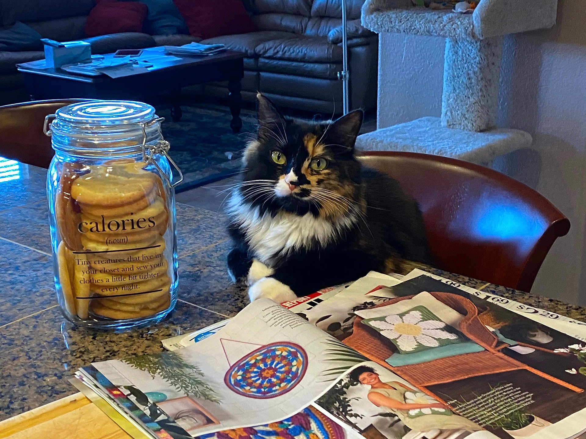 Lucy joined the competition — help win amazing prizes! cat, calico_cat, jar, cookies, table, magazines, chair, living_room, couch, cat_tree, whiskers, furniture, indoor, food_container, reading_material, pet, cozy, relaxed, fur, eyes