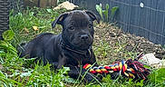 Batman a rejoint le concours — aidez-le/la à gagner de superbes lots ! puppy, dog, black_dog, pet, animal, outdoors, garden, grass, weeds, rope_toy, chew_toy, collar, lying_down, sitting, portrait, backyard, fence, wood, playful, cute