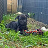 puppy, dog, black_dog, pet, animal, outdoors, garden, grass, weeds, rope_toy, chew_toy, collar, lying_down, sitting, portrait, backyard, fence, wood, playful, cute