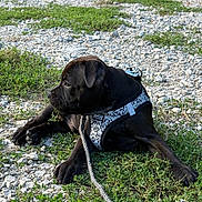 Batman a rejoint le concours — aidez-le/la à gagner de superbes lots ! dog, puppy, black_dog, harness, leash, outdoor, grass, rocks, gravel, lying_down, sitting, animal, pet, canine, short_hair, black_fur, side_view, park, nature, portrait